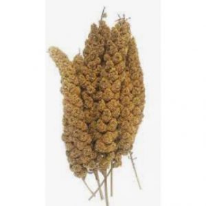 Panorama Millet sprays