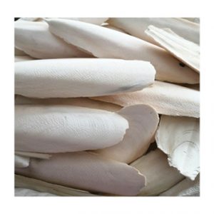 Cuttlebone