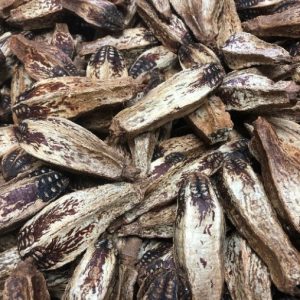 Mahogany Pods
