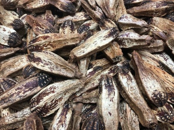 Mahogany Pods