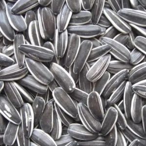 Sunflower Seed Grey Stripe